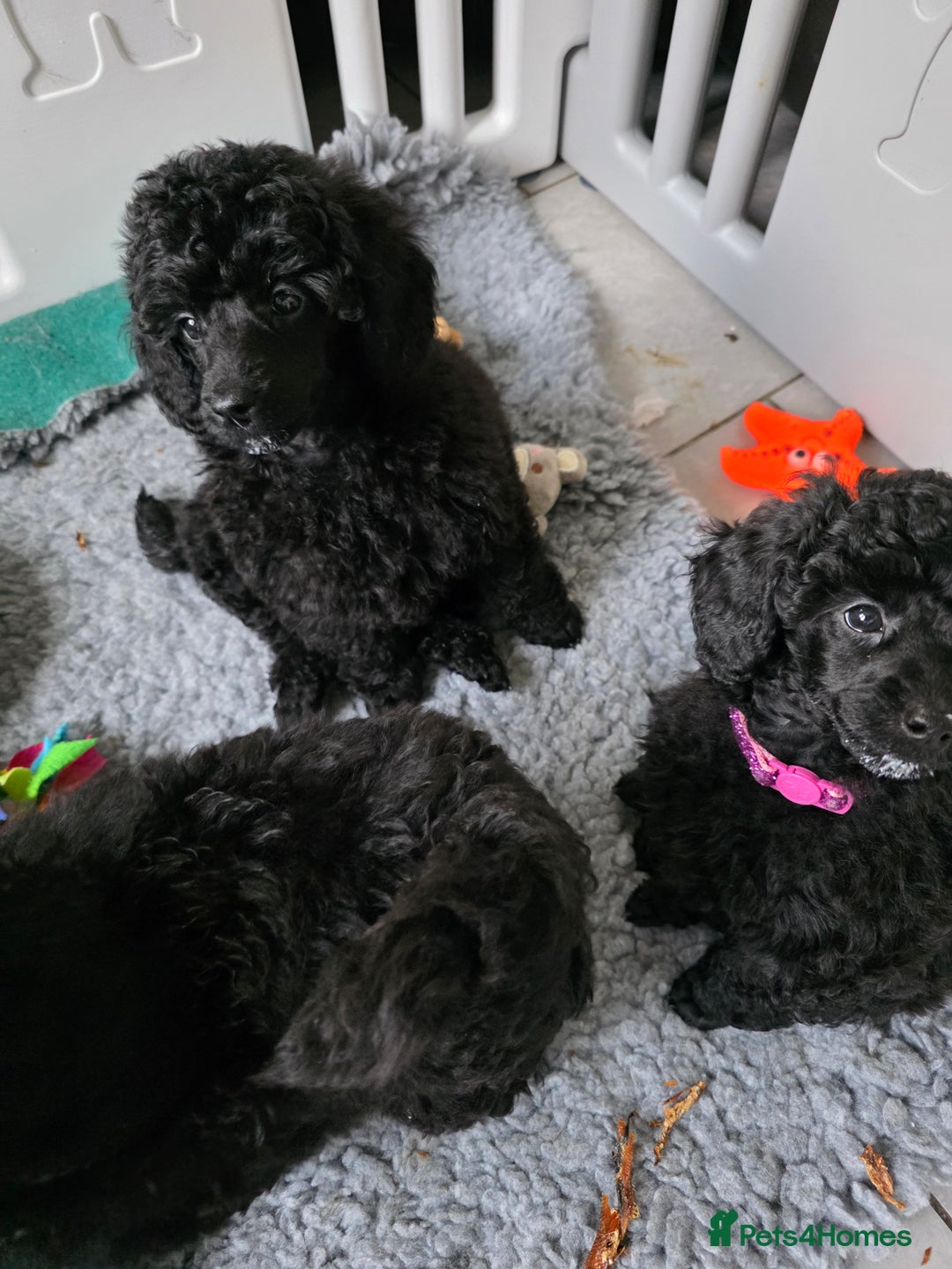 Miniature Poodle dogs for sale: Miniature Poodle Puppies – KC Registered - Advert 6