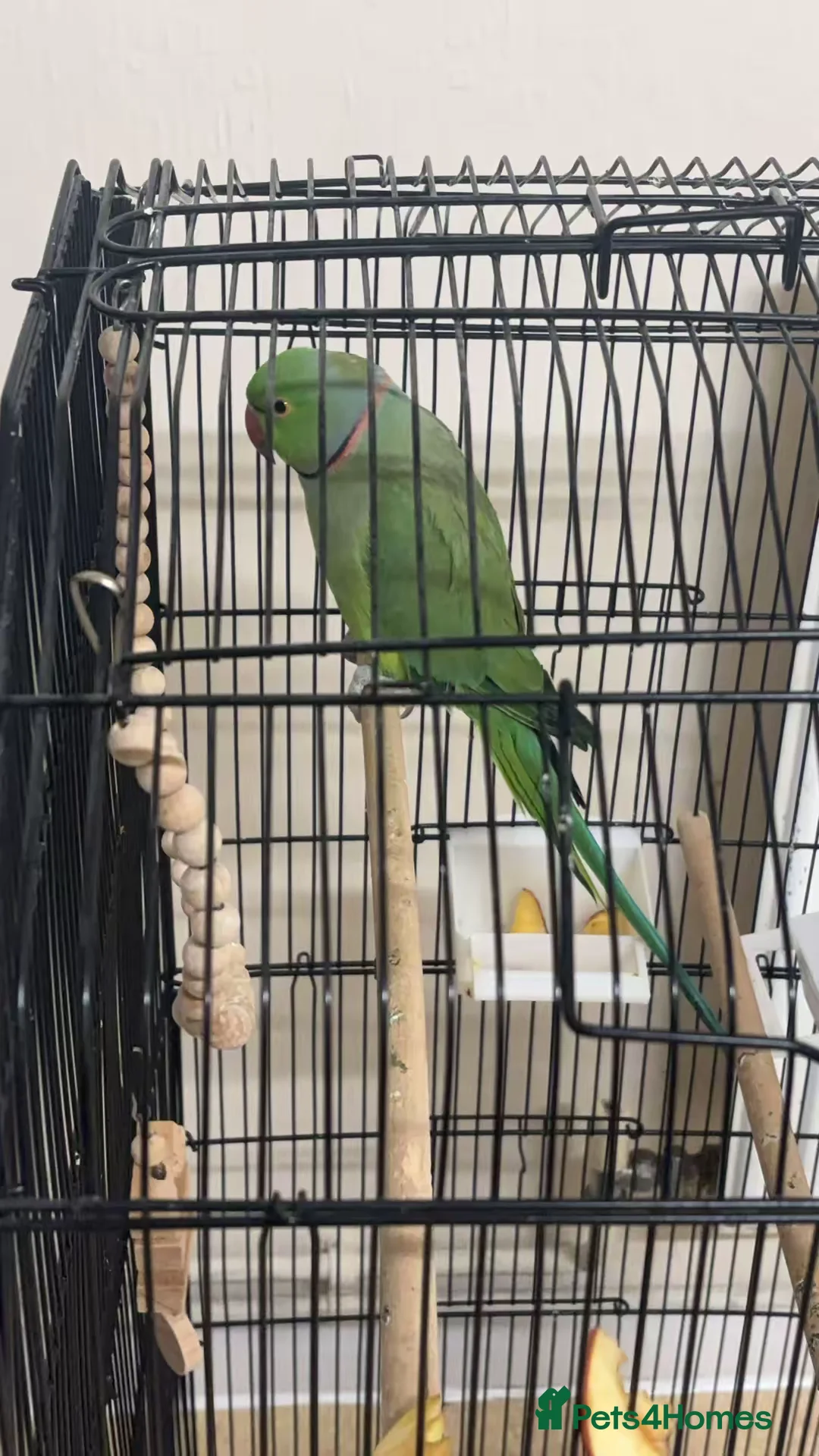 Ringnecks birds for sale:  green indian ringneck  in Wellingborough - Advert 1