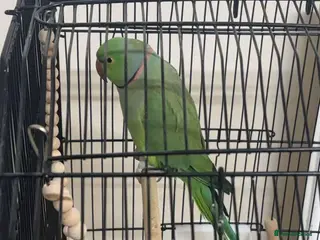 Ringnecks birds green indian ringneck - Advert 17