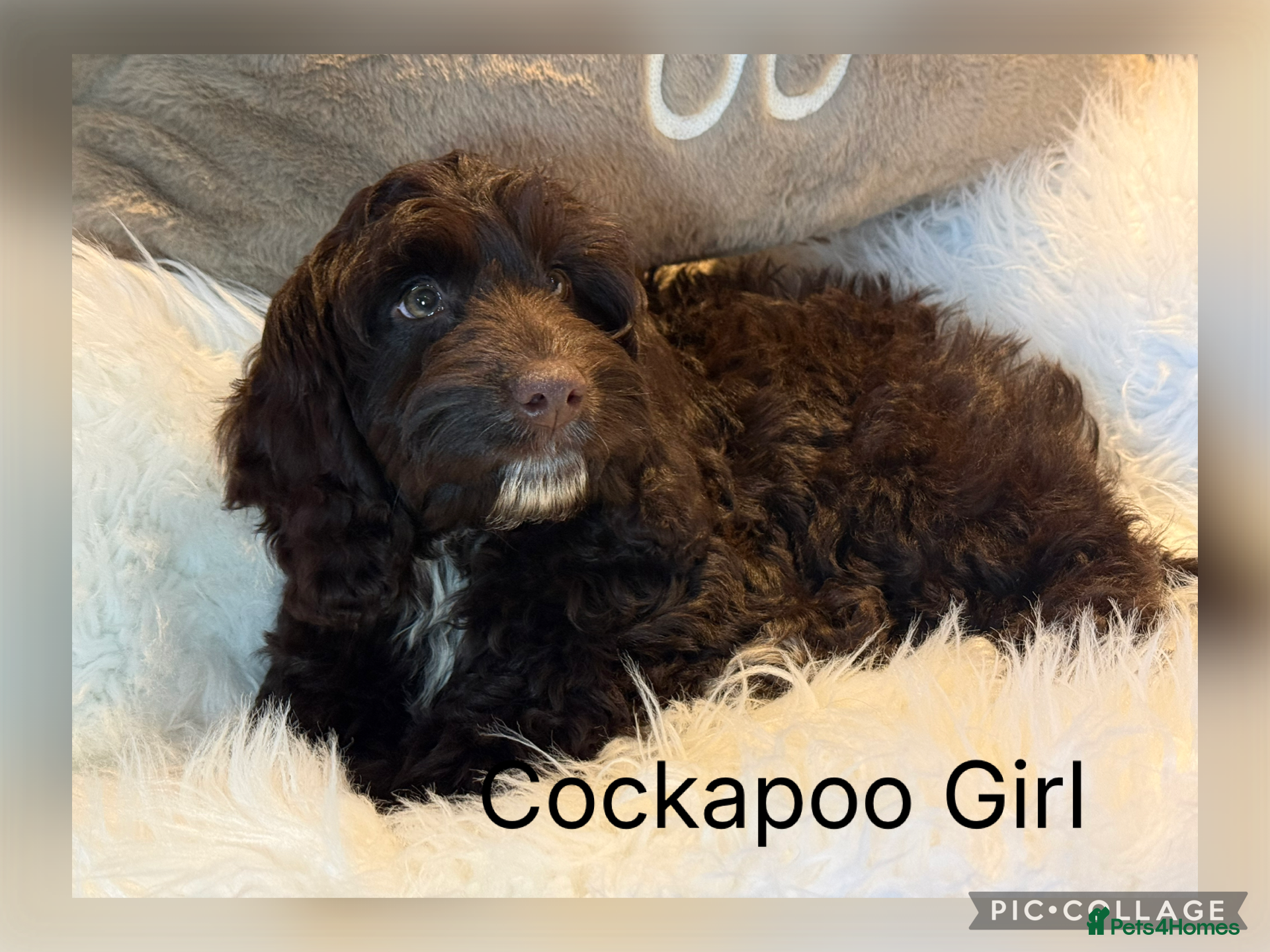 Cockapoo dogs F1 Cockapoo’s fully vaccinated  - Advert 11