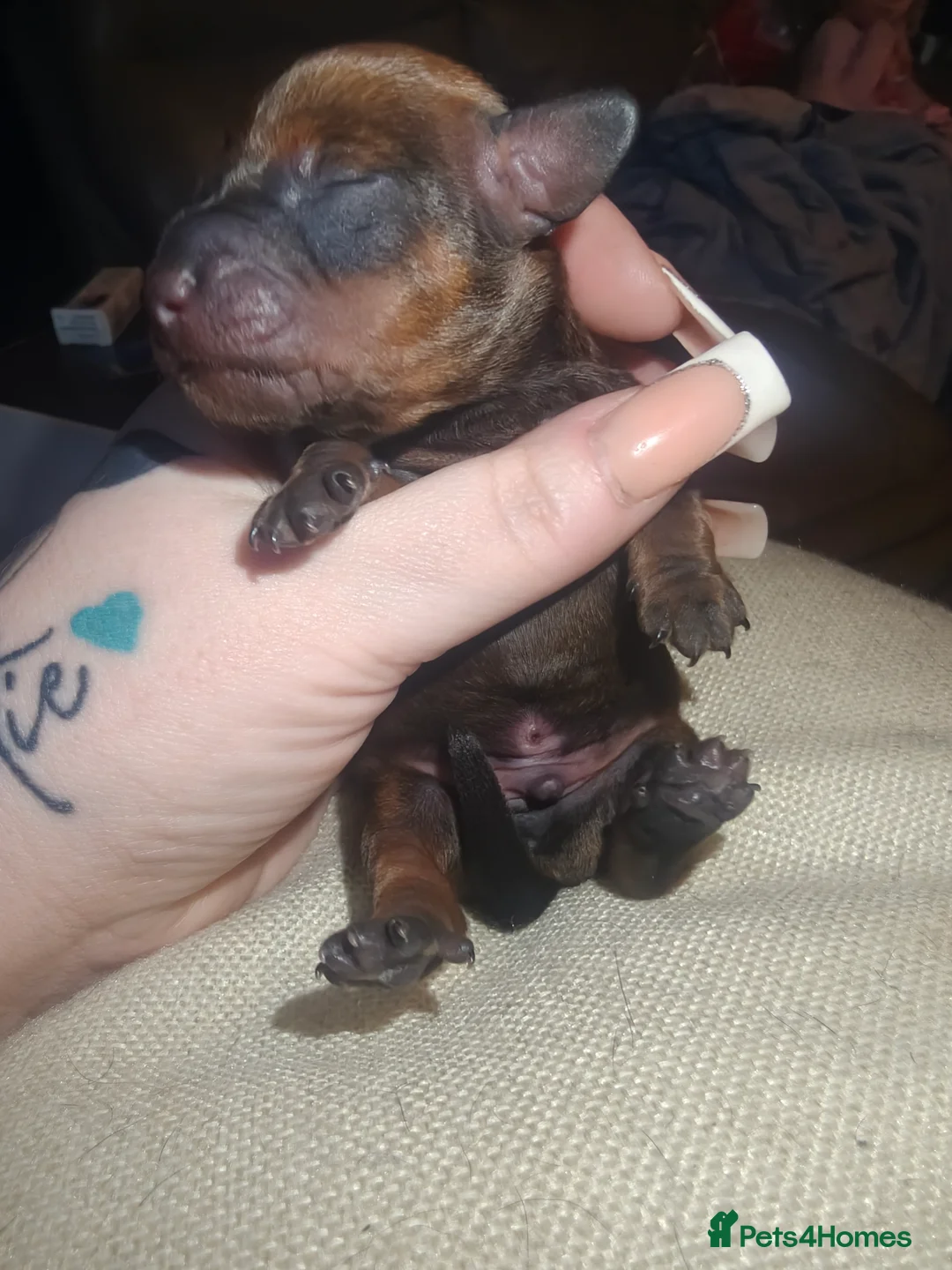 Dachshund dogs for sale: Dachshund puppies - Advert 3