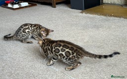 Bengal cats for sale: TICA registered bengal kittens!🐱 - Image 30