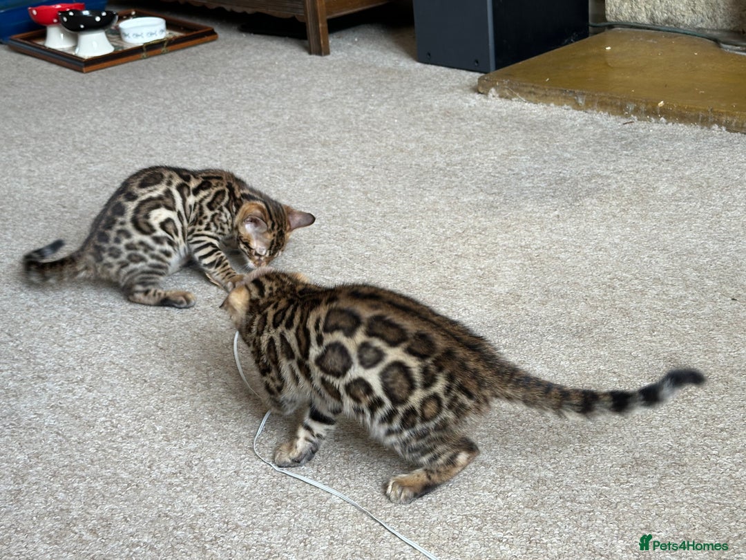 Bengal cats for sale: TICA registered bengal kittens!🐱 - Image 30