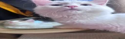Munchkin cats for sale: Beautiful Girl kitten - Advert 8