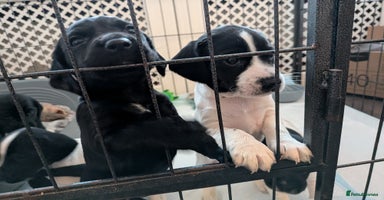 Mixed Breed dogs - Advert 8