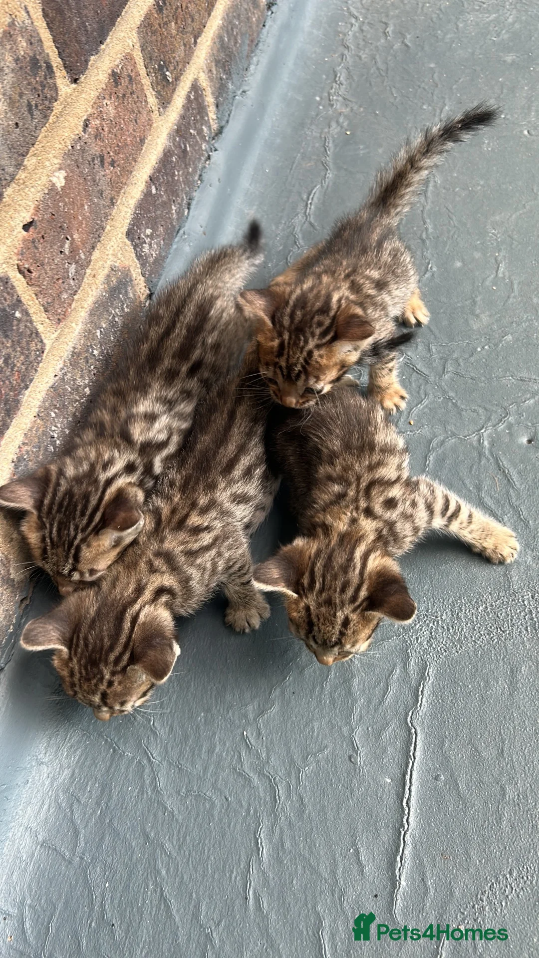 Bengal cats for sale: Puer bengal  - Advert 2