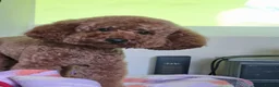 Miniature Poodle dogs for stud: Marley KC Red miniature Poodle for stud only - Advert 8
