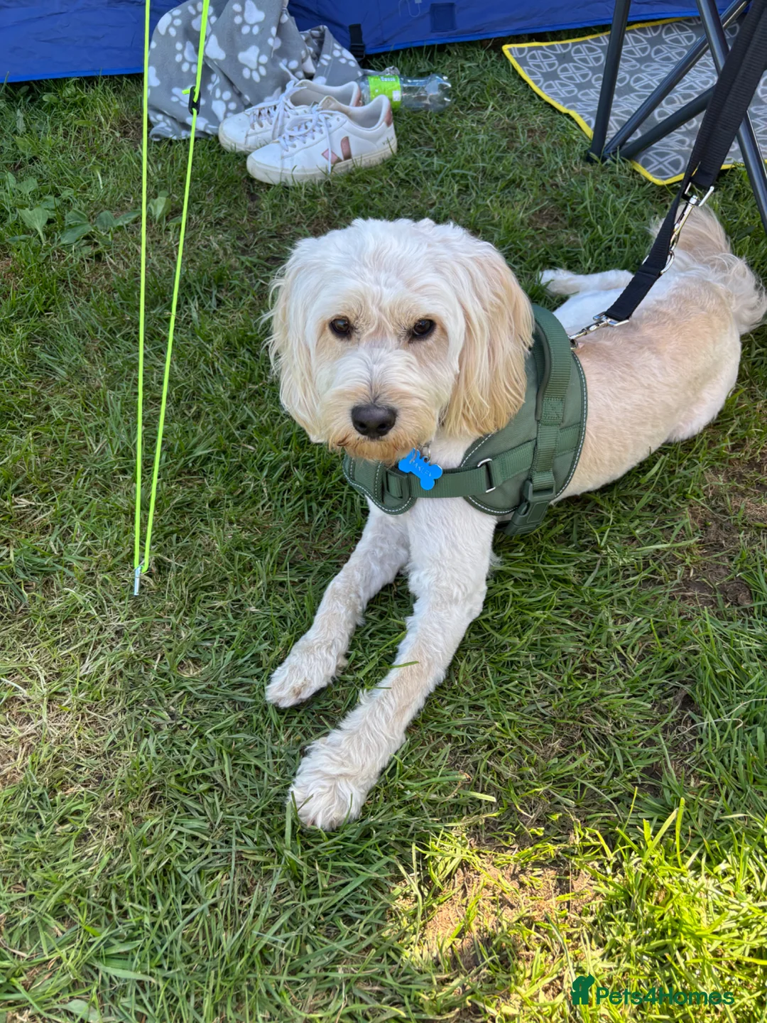 Cockapoo dogs for sale: Cockapoo - Advert 2