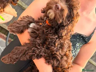 Cavapoo dogs (Reduced) f1 chocolate cavapoo* 1 boy left* - Advert 18