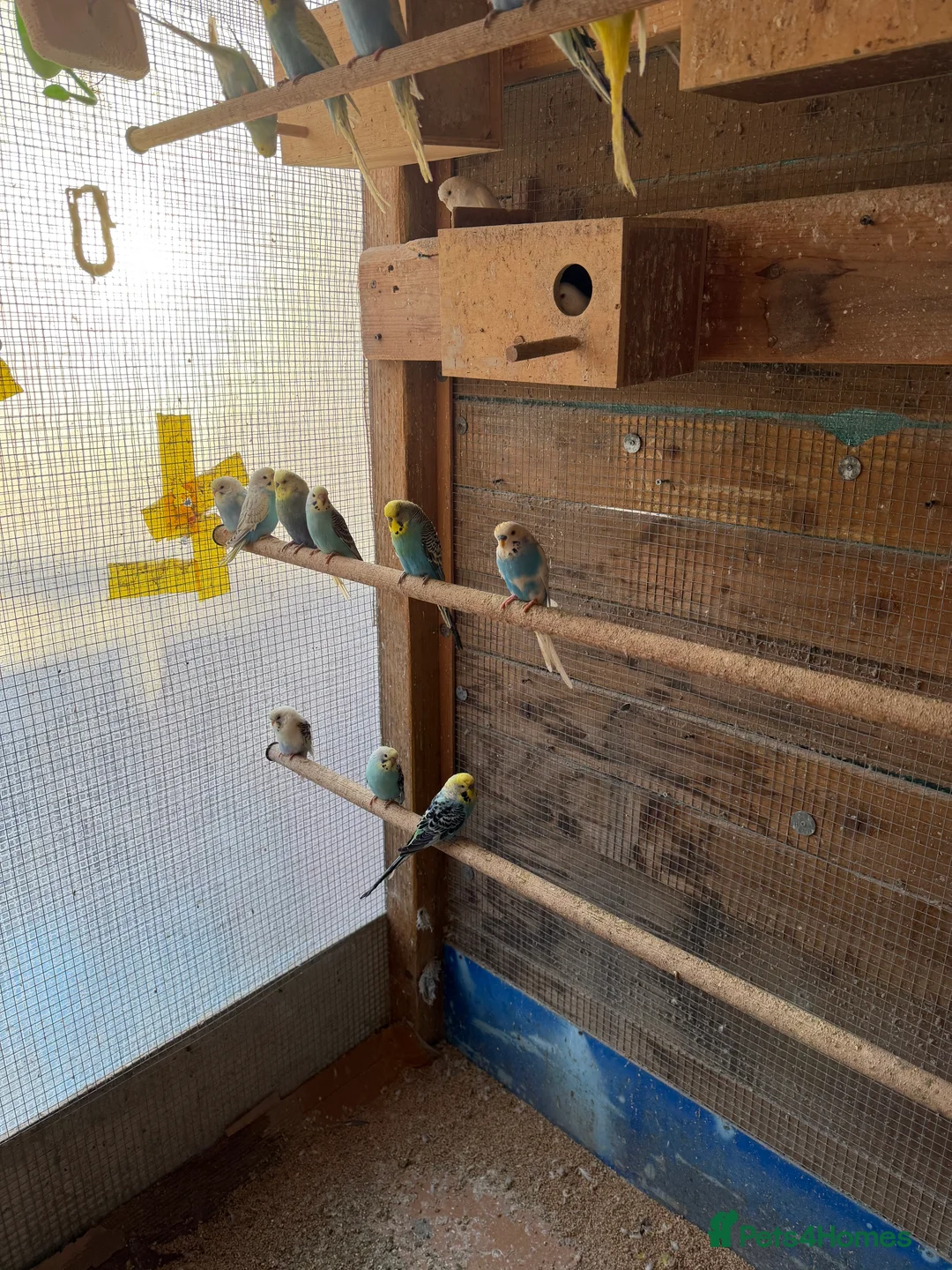 Budgerigars birds for sale: Colourful Budgies for Sale. - Advert 5