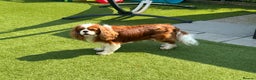 Cavalier King Charles Spaniel dogs for stud: KC Reg Health Tested Excellent Pedigrees for STUD in Nottingham - Advert 25
