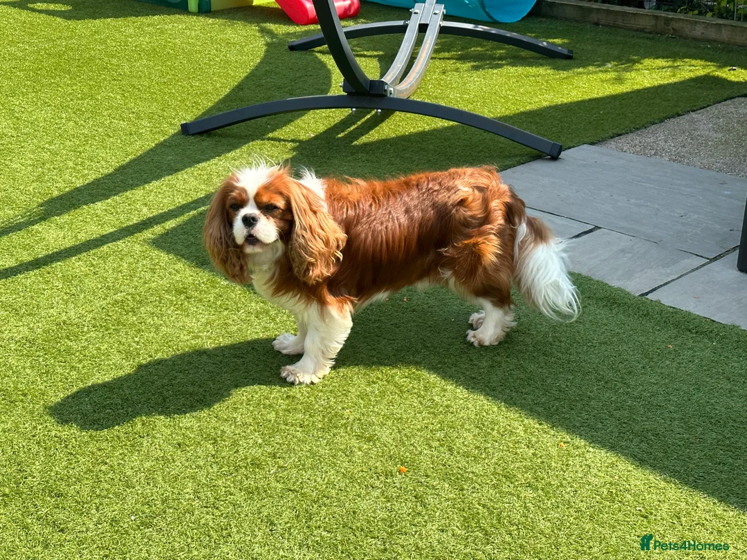 Cavalier King Charles Spaniel dogs for stud: KC Reg Health Tested Excellent Pedigrees for STUD in Nottingham - Advert 25