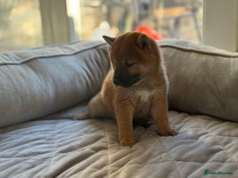 Japanese Shiba Inu dogs Adorable Japanese Shiba Inu Puppy Little Sunshine - Advert 2