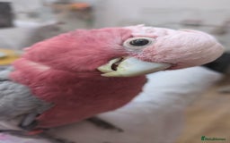 Cockatoo birds for sale: Galah cockatoos boy&girl available silly tamed - Image 14