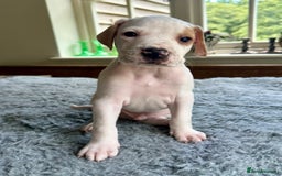 Pointer dogs for sale: KC reg Pointer Puppies - Image 22