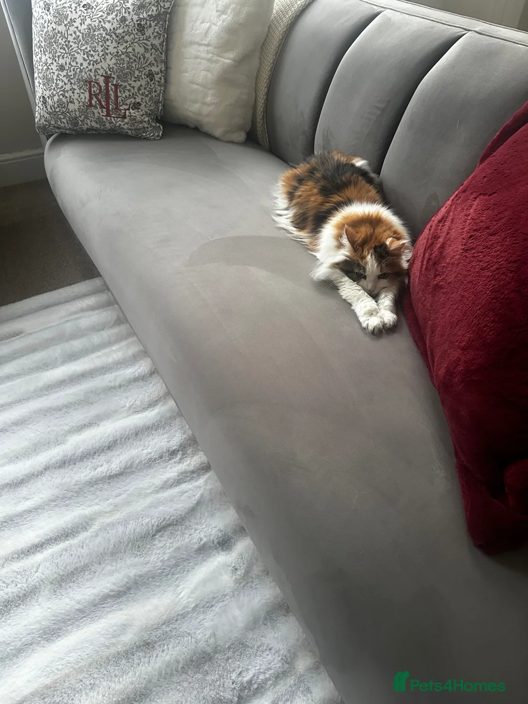 Mixed Breed cats for sale: Poppy – Quiet, Independent Companion - Advert 2