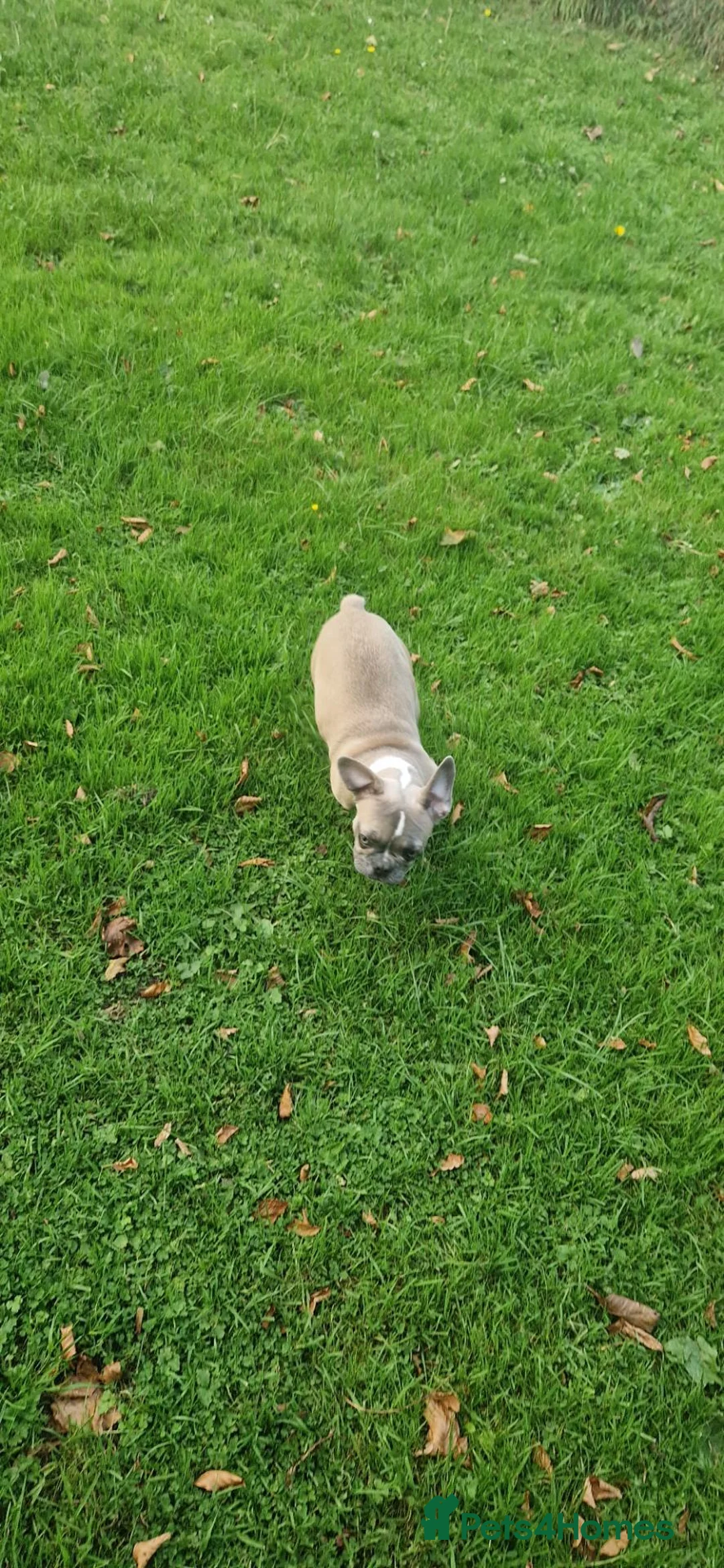 Frug dogs for sale: Back up here 1 girl 600 ONO - Advert 2