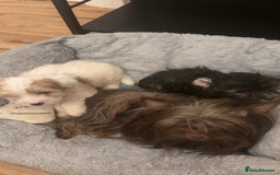 Biewer Terrier dogs for sale: 2 mini Biewer/yorkie female pups - Image 4