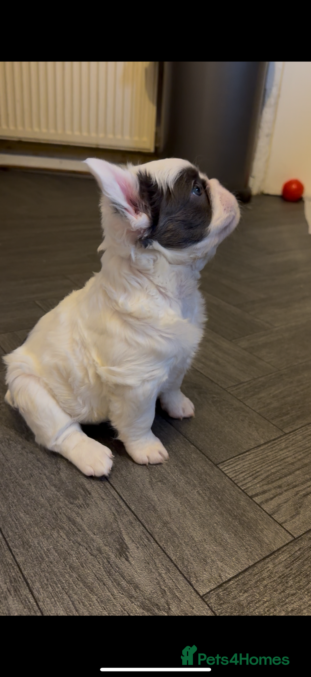French Bulldog dogs for sale: Fluffy f - Advert 2