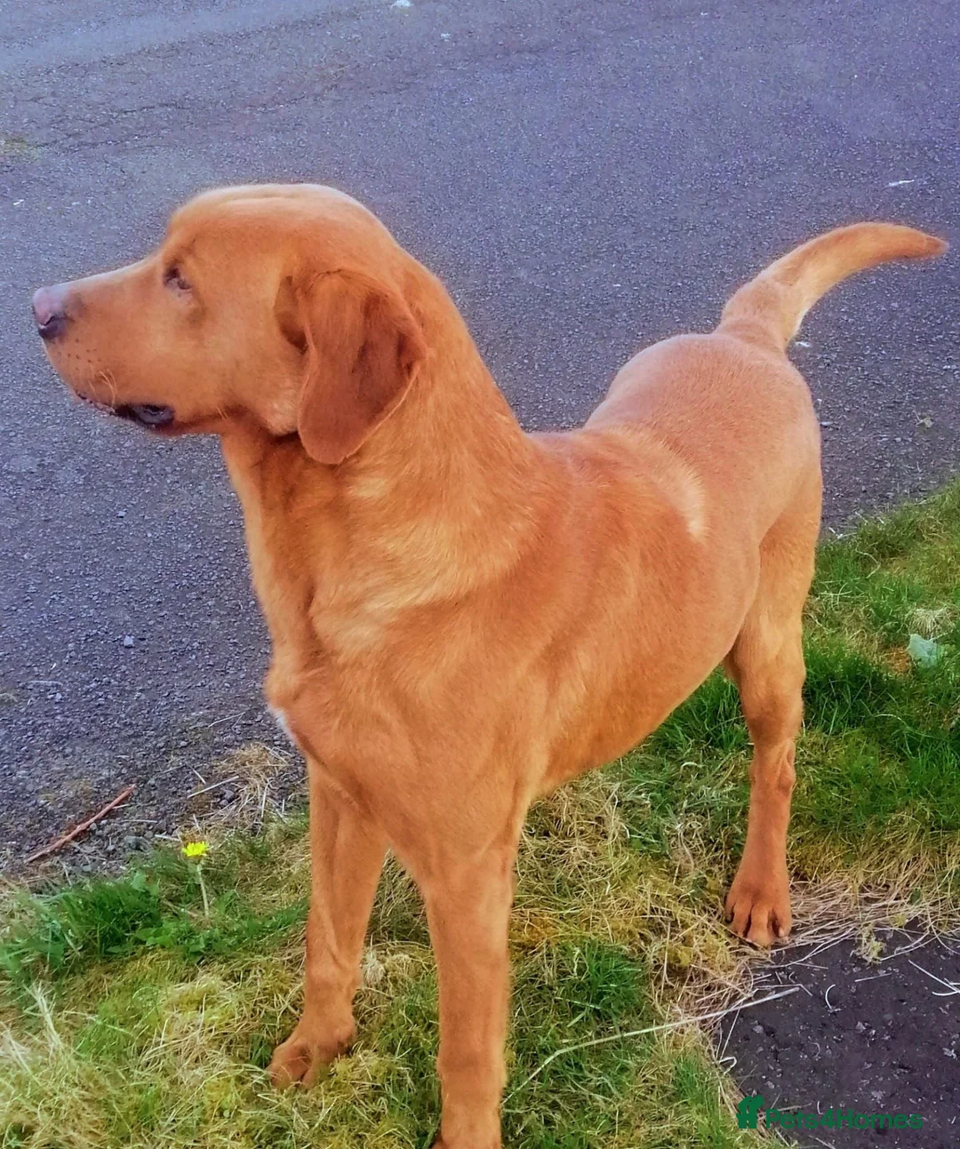 Labrador Retriever dogs for stud: Fox Red Labrador at Stud - Advert 5