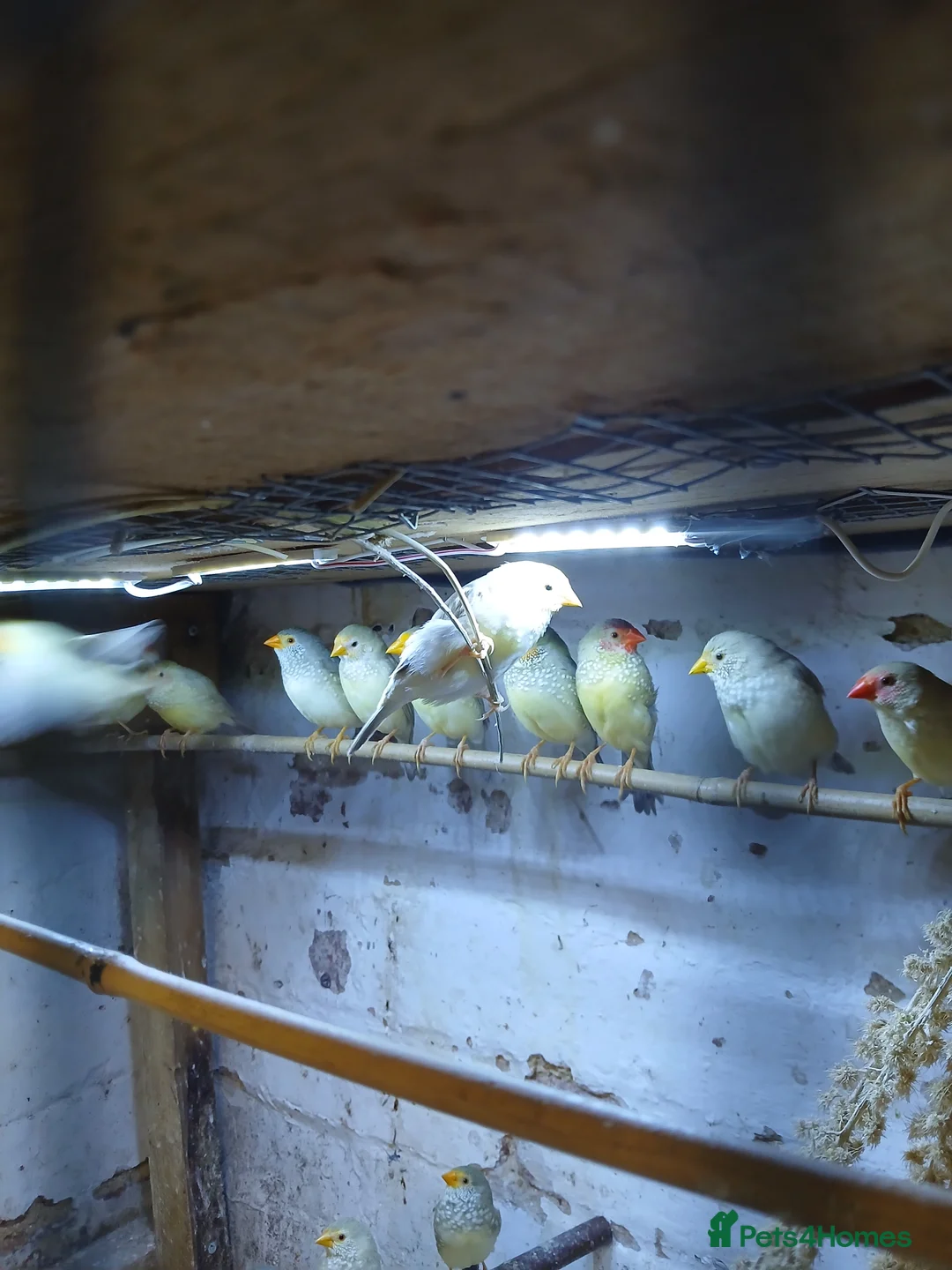 Finches birds for sale: Starfinch mutations  - Advert 4