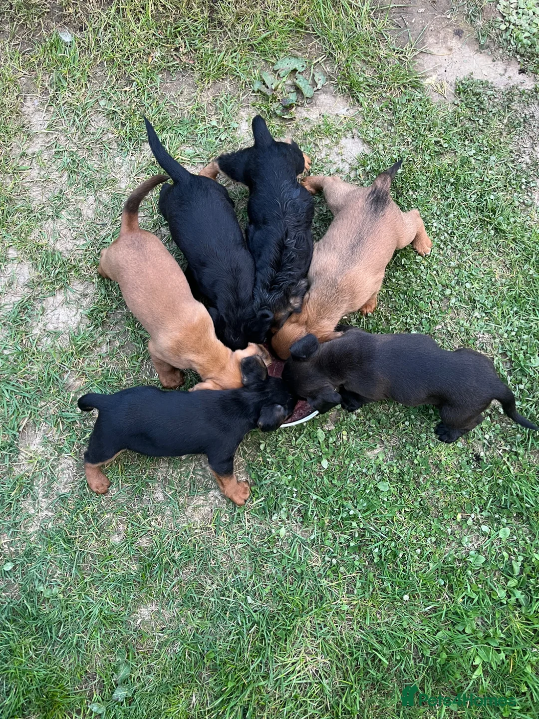 Mixed Breed dogs for sale: Cockerdale pups  in Middlesbrough - Advert 17