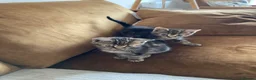 Mixed Breed cats for sale: 2 x adorable tabby kittens for sale! in Accrington - Advert 6