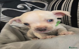 Mixed Breed dogs for sale: Puppy chugs 4 boys  - Image 12