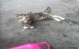 Mixed Breed cats for sale: FEMALE KITTEN - microchipped, flea&worm treated!  - Image 26