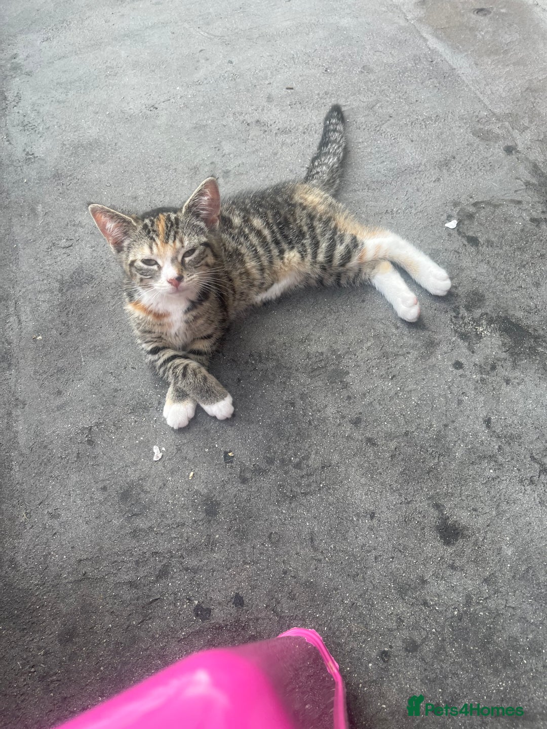 Mixed Breed cats for sale: FEMALE KITTEN - microchipped, flea&worm treated!  - Image 26