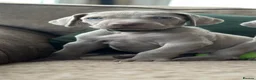 Weimaraner dogs for sale: 🐾Ready Now KC REG SILVER WEIMARANER PUPPIES 🐾 - Advert 19