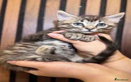 Ragdoll cats for sale: 🌙 Grey Ghost Kittens🎃 – Ragdoll × Tabby 🐾 - Image 33
