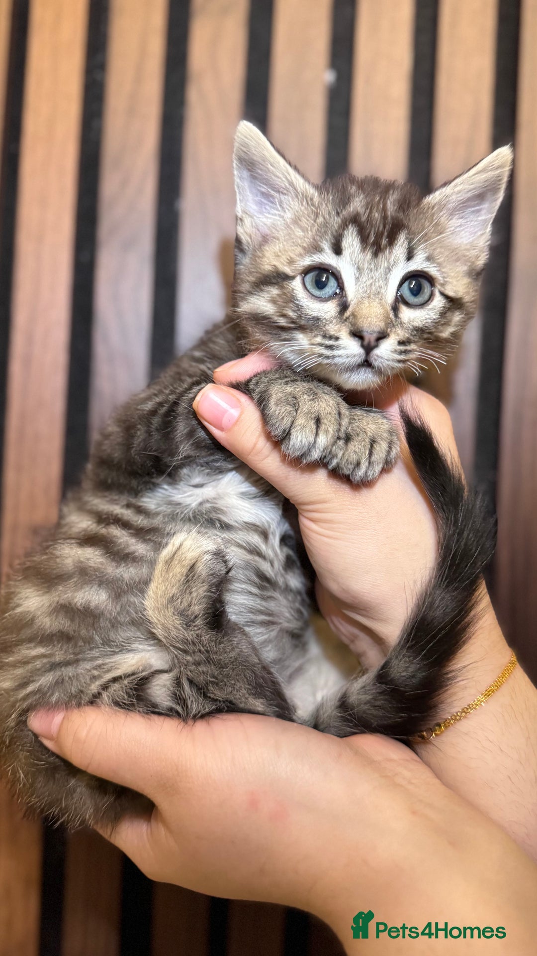 Ragdoll cats for sale: 🌙 Grey Ghost Kittens🎃 – Ragdoll × Tabby 🐾 - Image 33