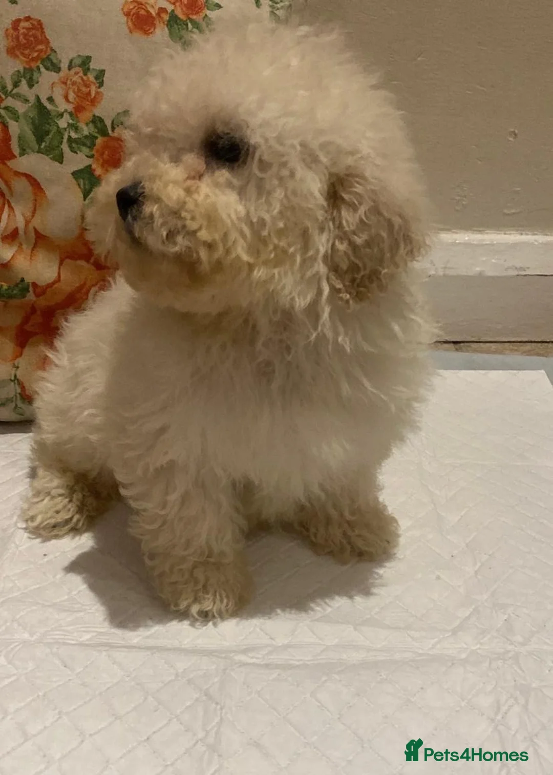 Cavapoo dogs for sale: F2 Cavapoo puppies available  - Advert 6