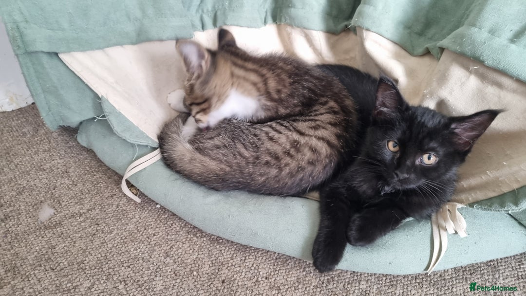 Maine Coon cats for sale: Maine Coon Mix READY TO GO - Image 12