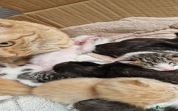 Maine Coon cats for sale: Mainecoon cross kittens - Image 2