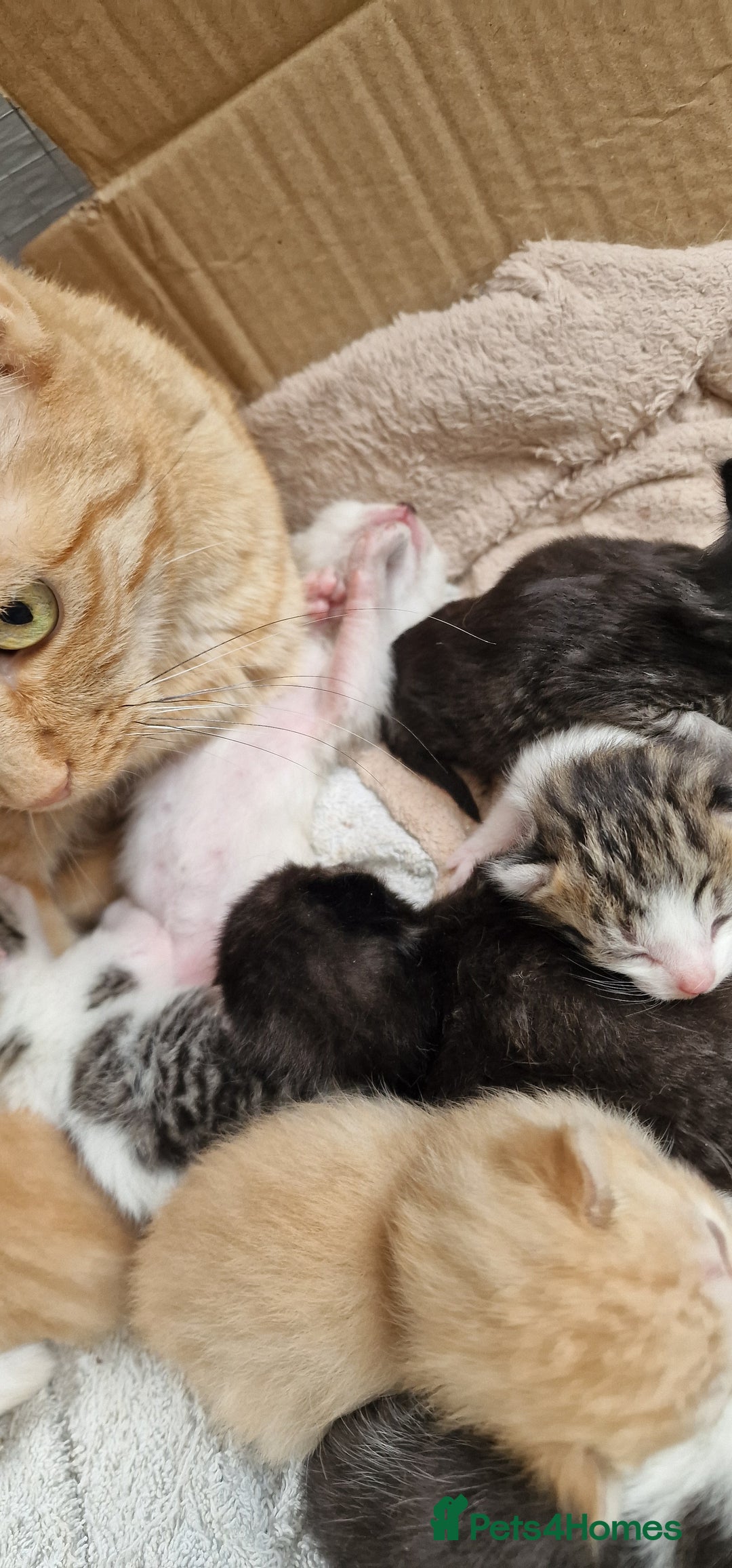 Maine Coon cats for sale: Mainecoon cross kittens - Image 2