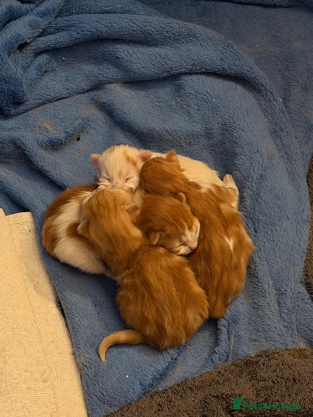 British Longhair cats for sale: Adorable fluffy kittens!!  - Advert 18