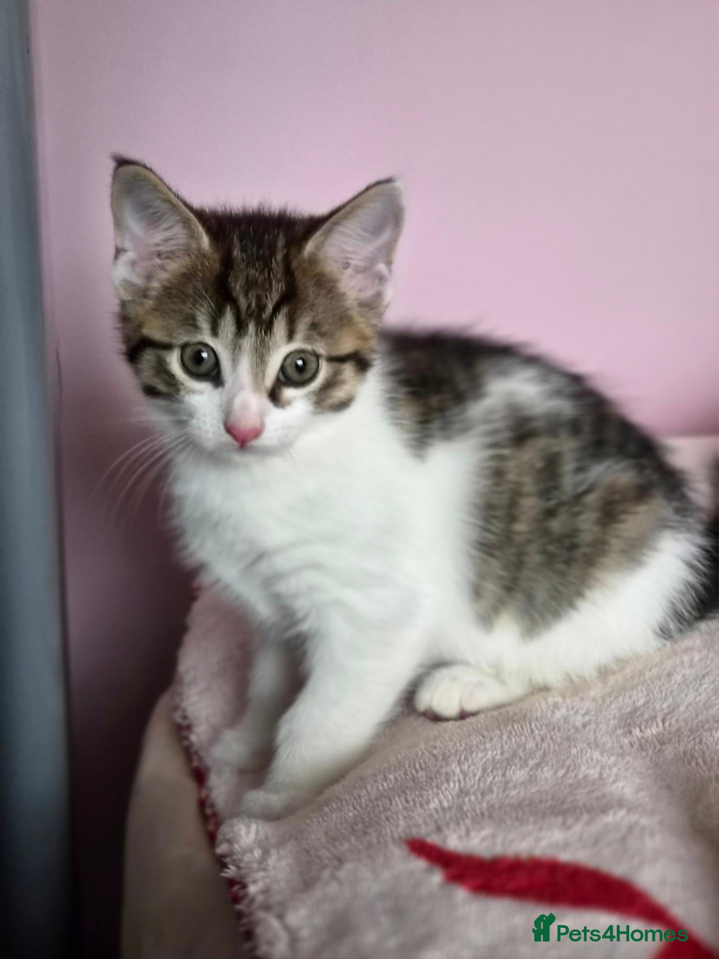 Mixed Breed cats Gorgeus kittens fir sale . - Advert 1