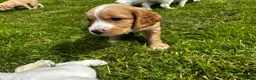 Cocker Spaniel dogs for sale: Stunning litter of cocker spaniels  in Whitby - Advert 2