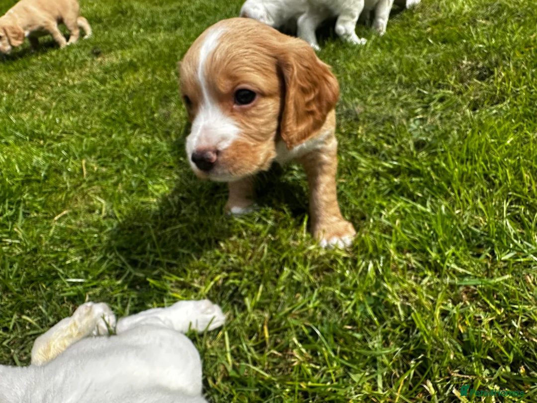 Cocker Spaniel dogs for sale: Stunning litter of cocker spaniels  in Whitby - Advert 2