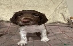 Sprocker dogs for sale: Sprocker Spaniel Puppies  - Image 11