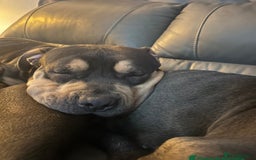 American Bully dogs for sale: American bully for rehoming - Image 4