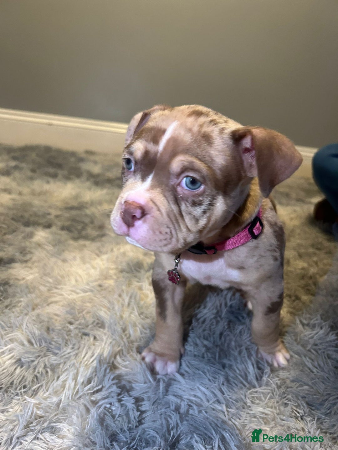 American Bully dogs for sale: 4 beautiful girl pocket bully’s  - Advert 11