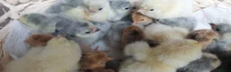 Chickens poultry for sale: Day‑Old Chicks and Hatching eggs - pure breed - Advert 4