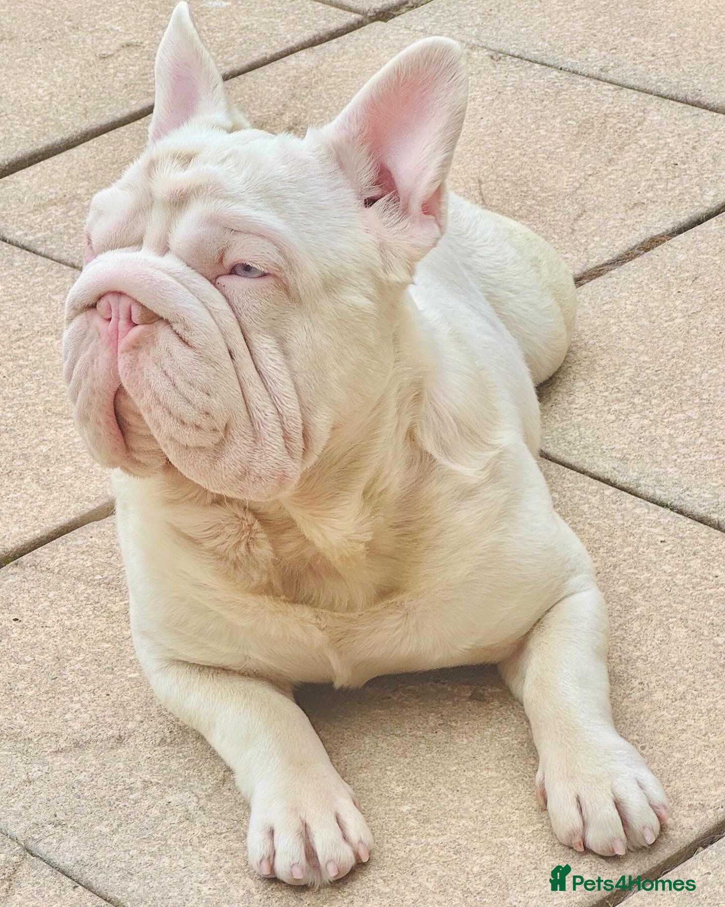 French Bulldog dogs French bulldog boy. - Advert 3