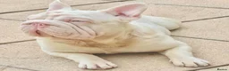 French Bulldog dogs for sale: French bulldog boy. - Advert 1