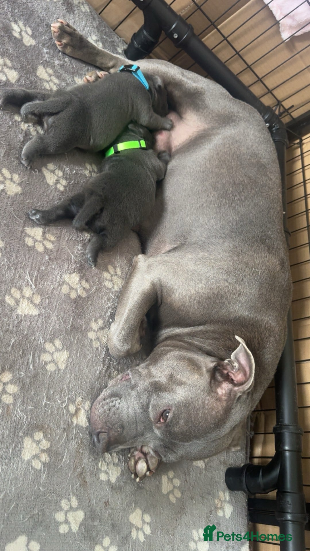 Staffordshire Bull Terrier dogs for sale: BLUE BLOODLINE CHAMPION STAFFS💕🐾 - Image 12