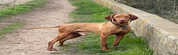 Hungarian Vizsla dogs for stud: The famous HJ Champion  Johnnie Walker at stud in Loughborough - Advert 4