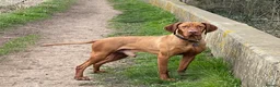 Hungarian Vizsla dogs for stud: The famous HJ Champion  Johnnie Walker at stud in Loughborough - Advert 4